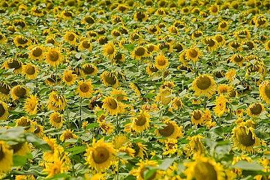 韩国MMORPG《Project DX》将命名为《Durango世界》